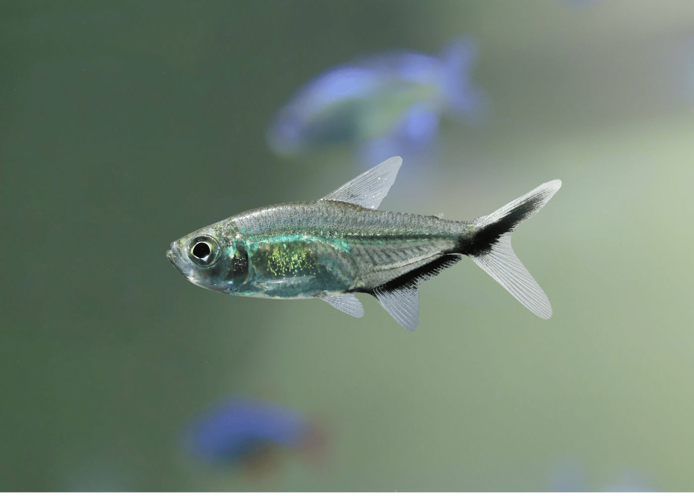 Costae Tetra