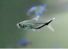 Costae Tetra