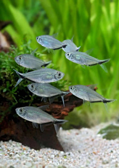 Costae Tetra