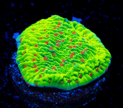 Cousin Eddie's Toxic Montipora Coral - Frag
