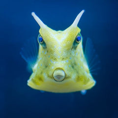 Cowfish