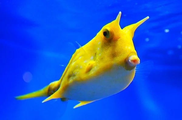 In-Stock Saltwater