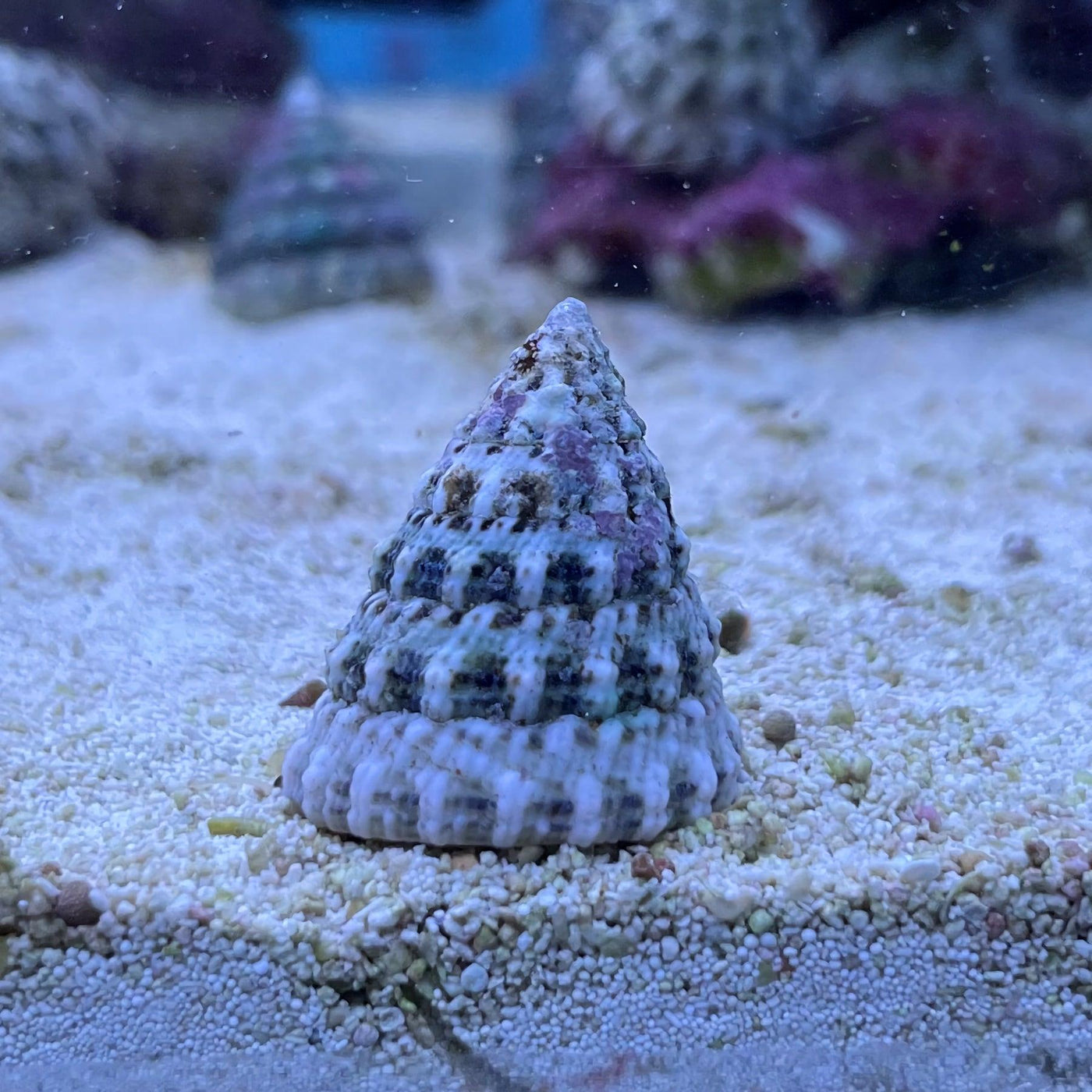 Astrea Turbo Snail Atlantic