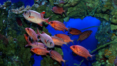 Crown Squirrelfish - Medium