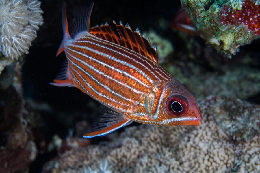 Squirrelfish & Soldiers