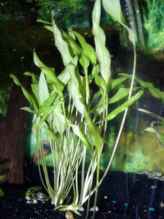 Cryptocoryne Lutea Potted