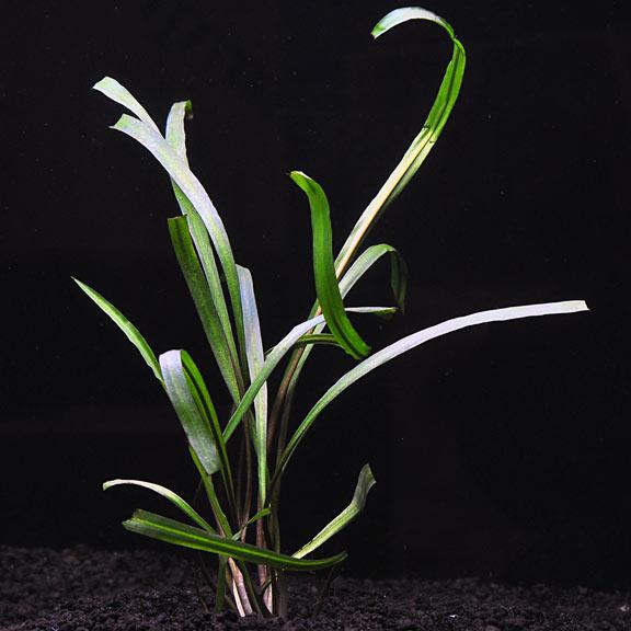 Cryptocoryne Spiralis Potted