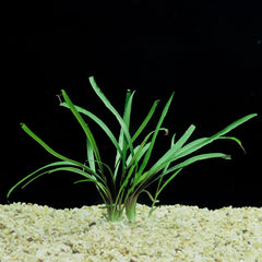 Cryptocoryne Spiralis Potted
