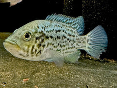 Cuban Cichlid
