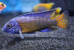 Ngara Peacock Cichlid
