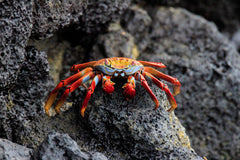 Sally Lightfoot Crab - Medium