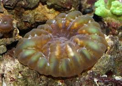 Cynarina Lacrymalis - Small