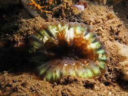 Cynarina Lacrymalis - Small
