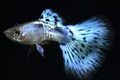 Guppy Blue Mosaic Tail