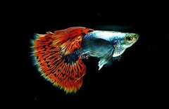 Guppy - Santa Claus