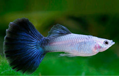 Blue Variegated Delta Guppy Male