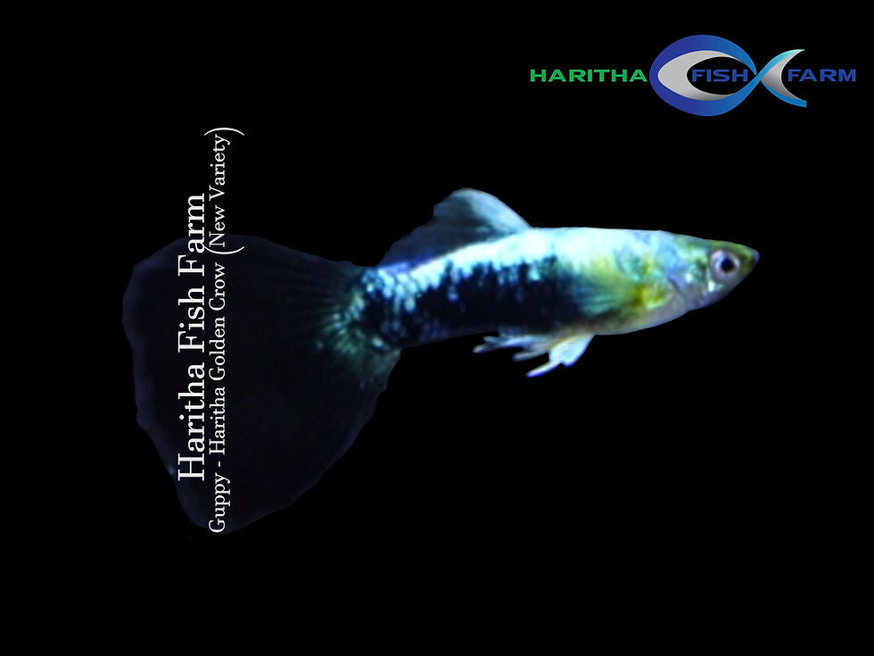Guppy - Haritha Golden Crow