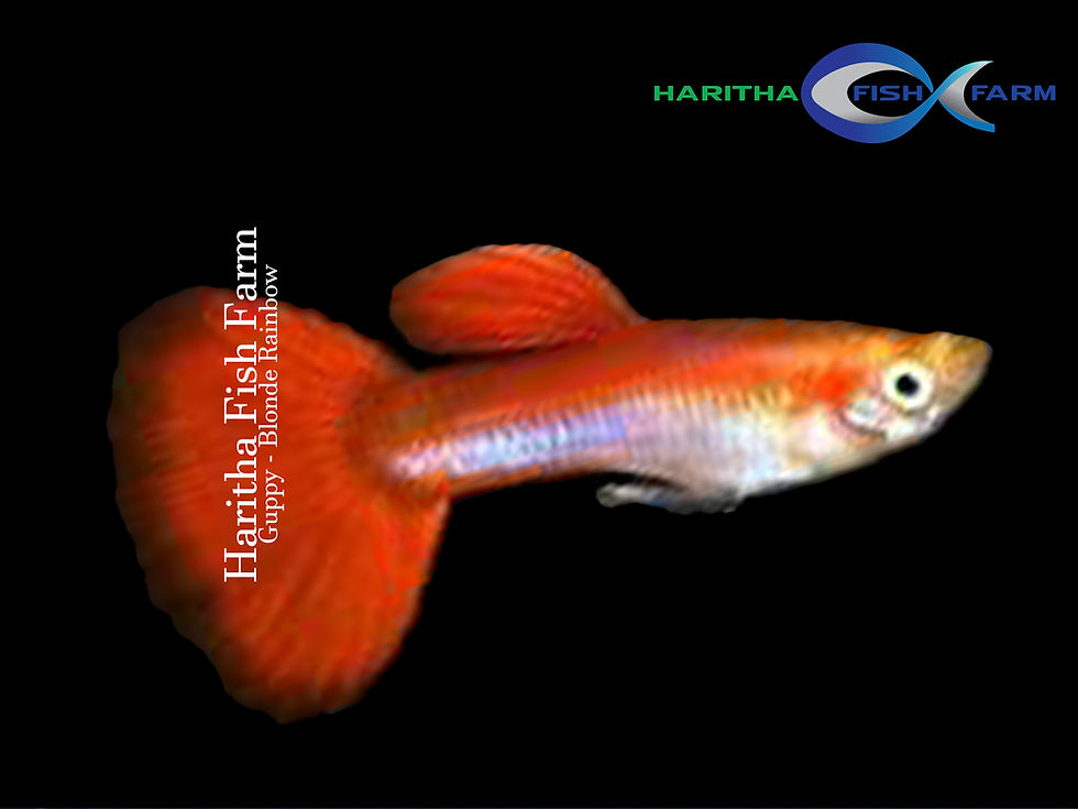 Guppy Blonde Rainbow
