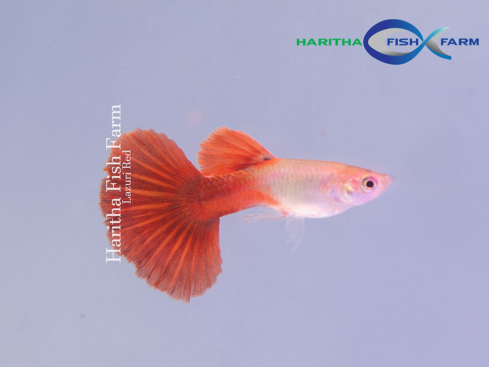 Guppy - Haritha Lazuri Red