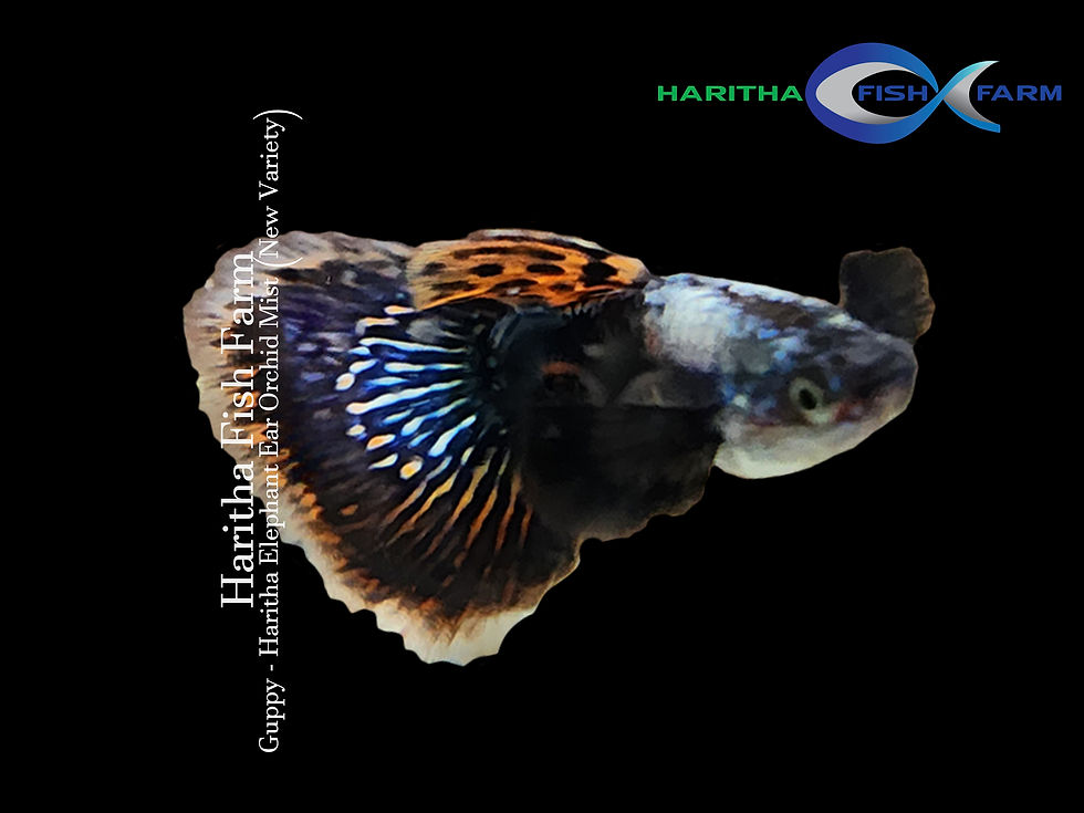 Guppy - Haritha Elephant Ear Orchid Mist