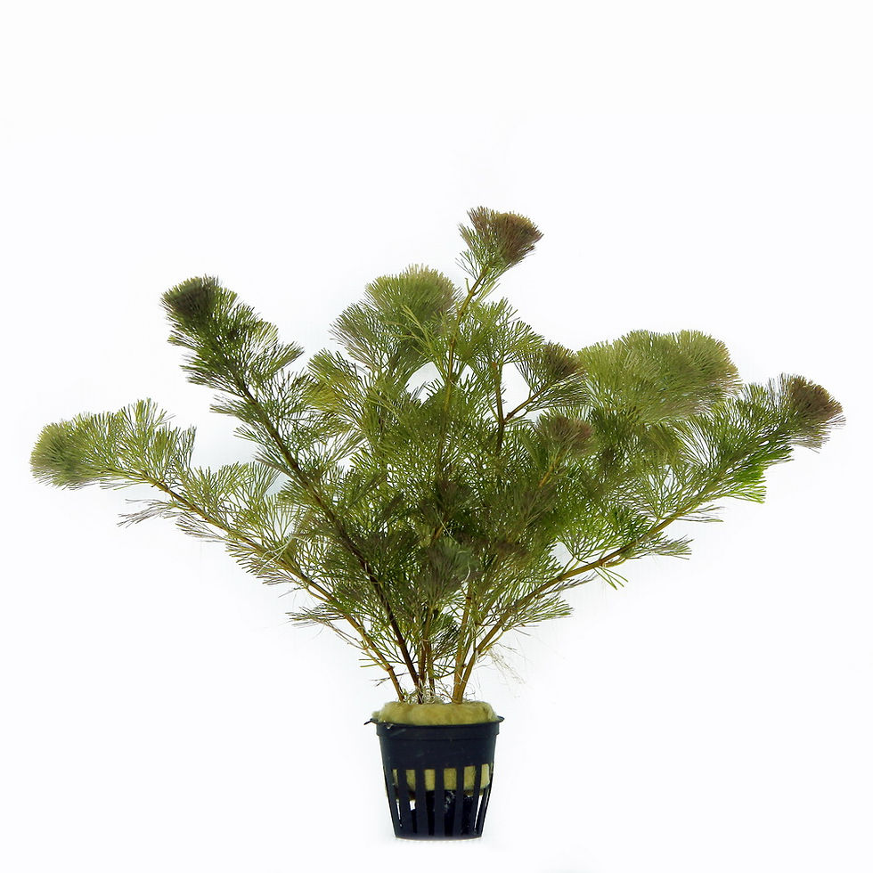 Cabomba Aquatica