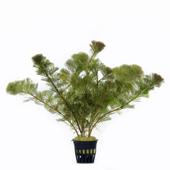 Cabomba Aquatica