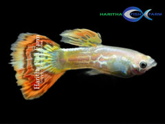 Guppy Female Pineapple Cobra