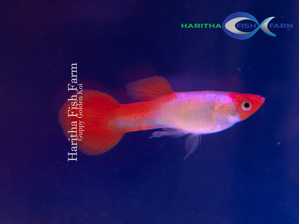 Guppy - Golden Koi