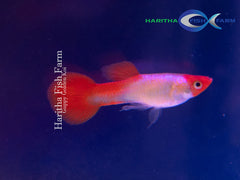 Guppy - Golden Koi