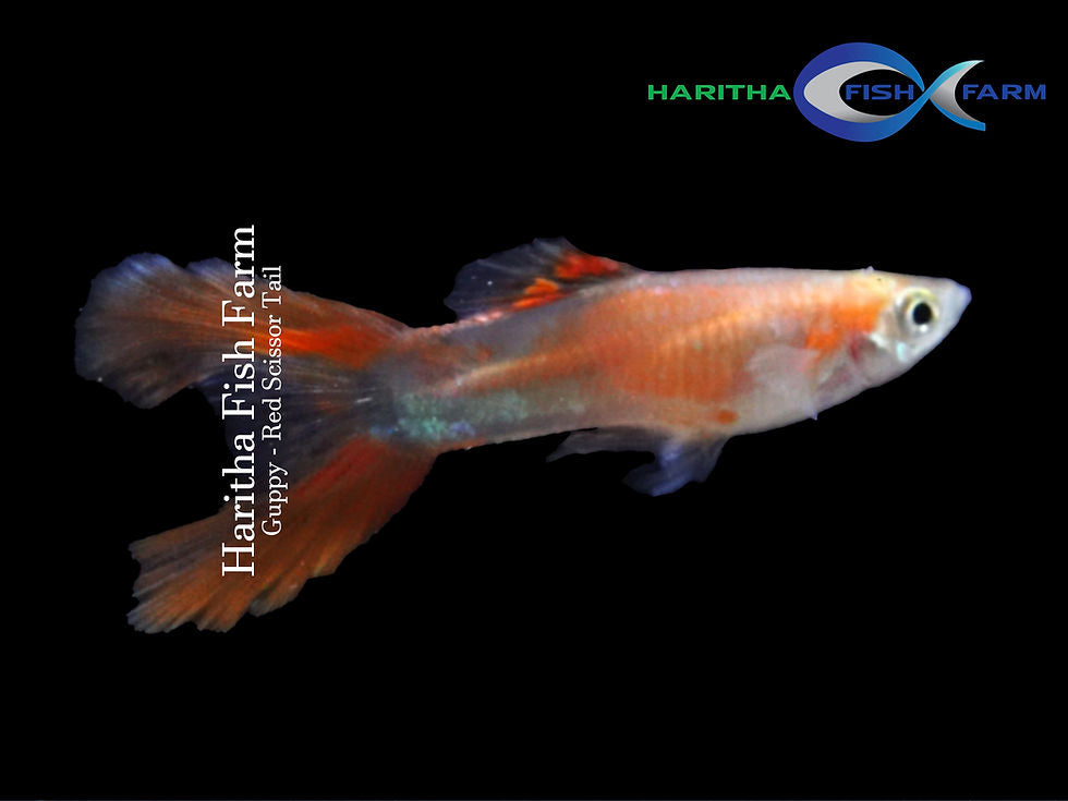 Guppy - Red Scissor Tail