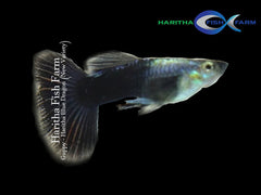 Guppy - Haritha Blue Dragon