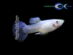 Guppy - Gaass Berry