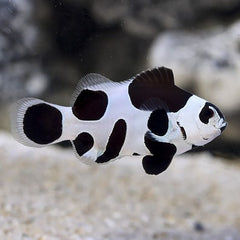Black Snowflake Ocellaris Clownfish Tank Raised - Medium