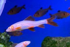 Albino Black Shark