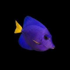 Purple Tang - Medium