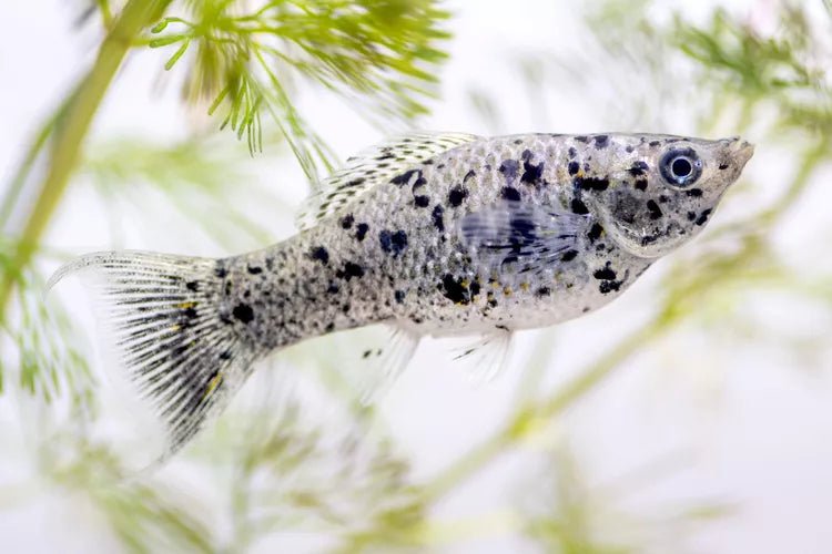 Dalmatian Lyretail Molly