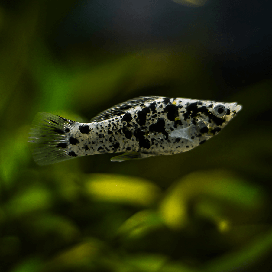 Dalmatian Molly