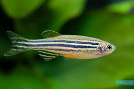 Danio Zebra Short Fin