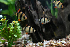Tiger Barb