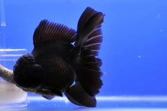 Black Oranda