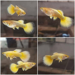 Gold Platinum Guppy Male
