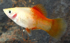 Pineapple Candy Crescent Platy