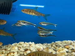 Debauwi Catfish