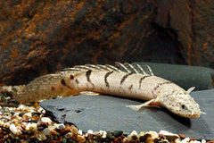 Delhezi Polypterus