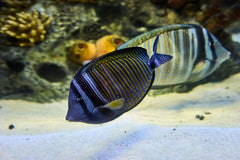 Desjardini Sailfin Tang Red Sea - Medium