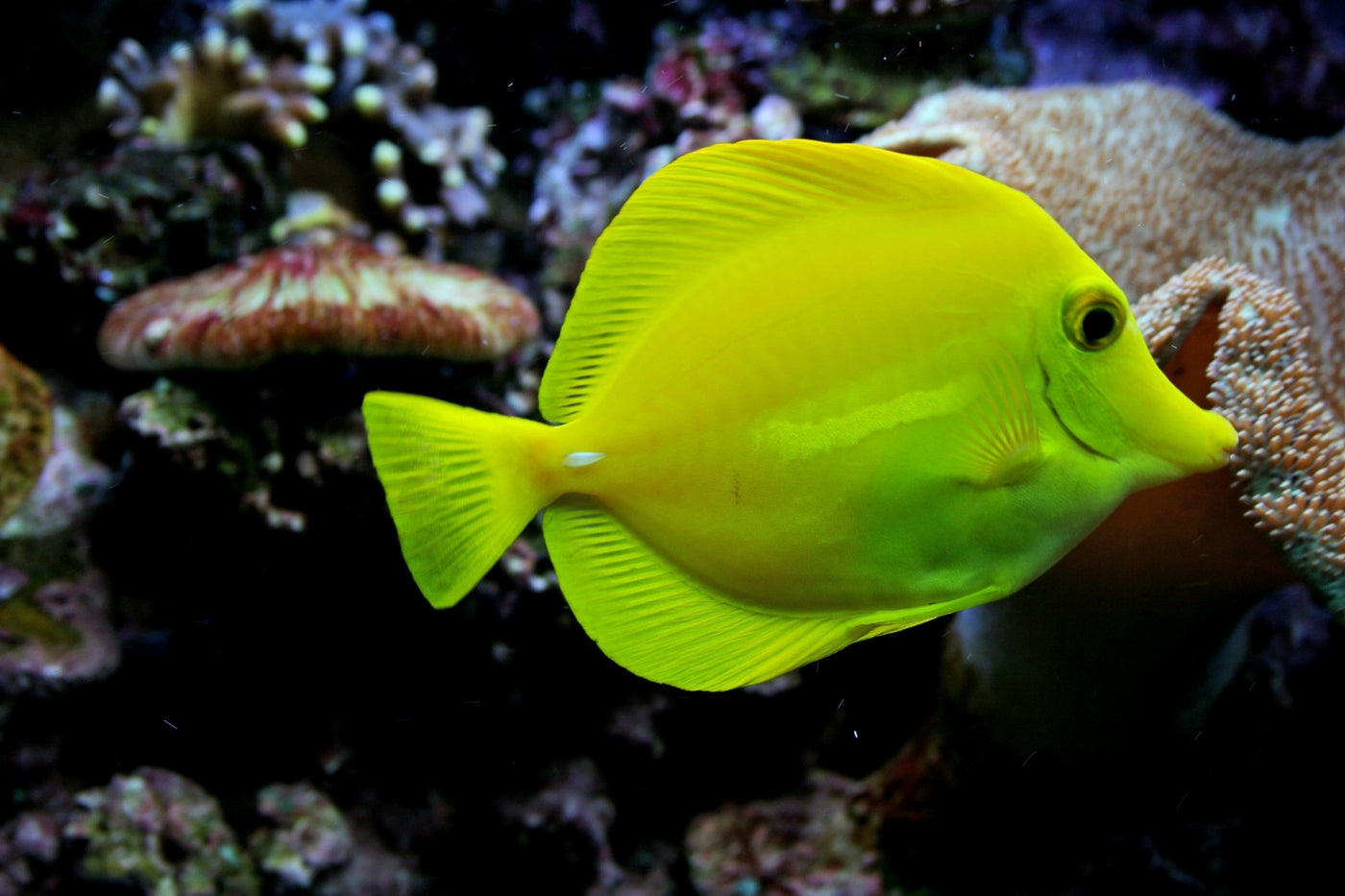 Desjardini Sailfin Tang Red Sea - Medium