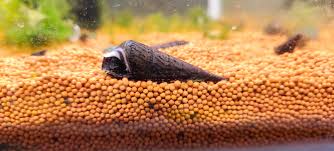 Devil Faunus Snail