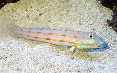 Diamond Sleeper Goby - Medium