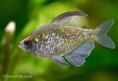 Diamond Tetra