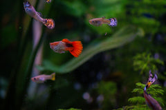 Albino Kohaku Guppy Male